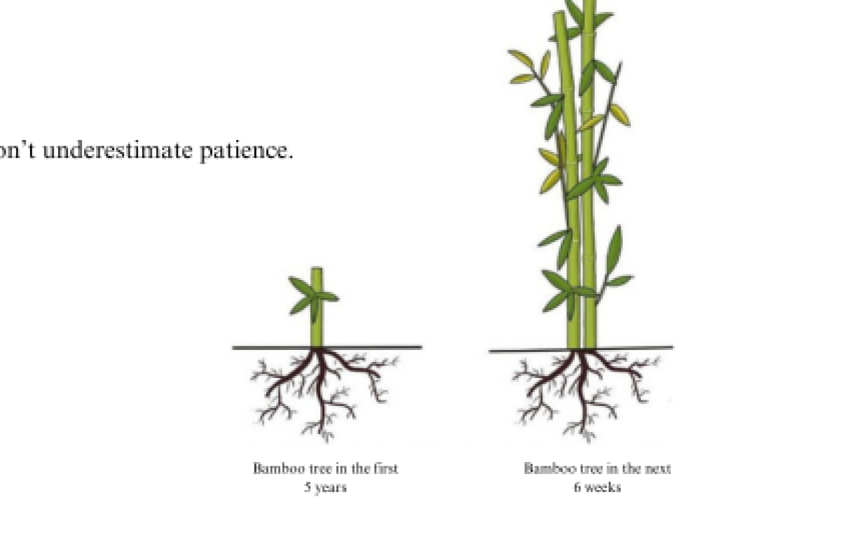 Embracing the Bamboo Way: How Flexibility Shapes Success